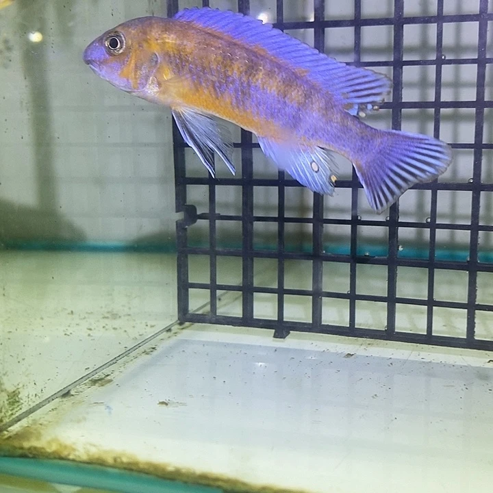 慈鲷鱼干就完了干就完了