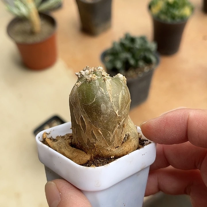 无花朵实生淡清霜一物一拍