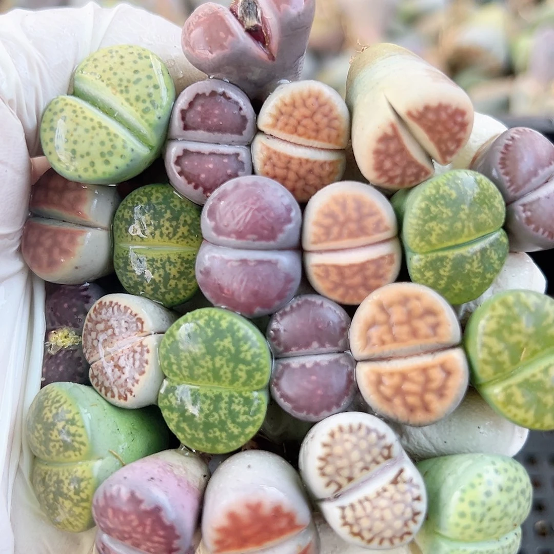 8431 好养易活生石花大母本22个