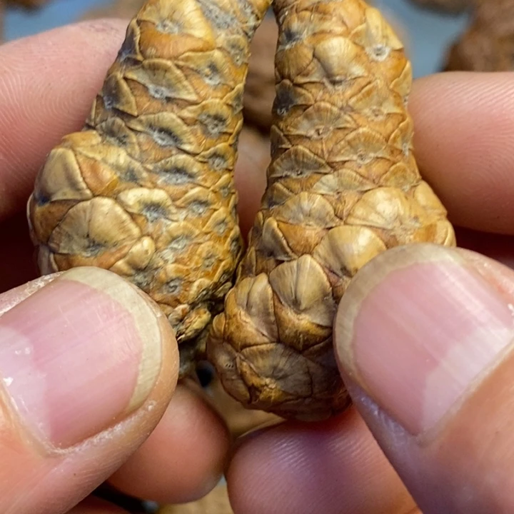 文玩核桃吊坠拿姐182