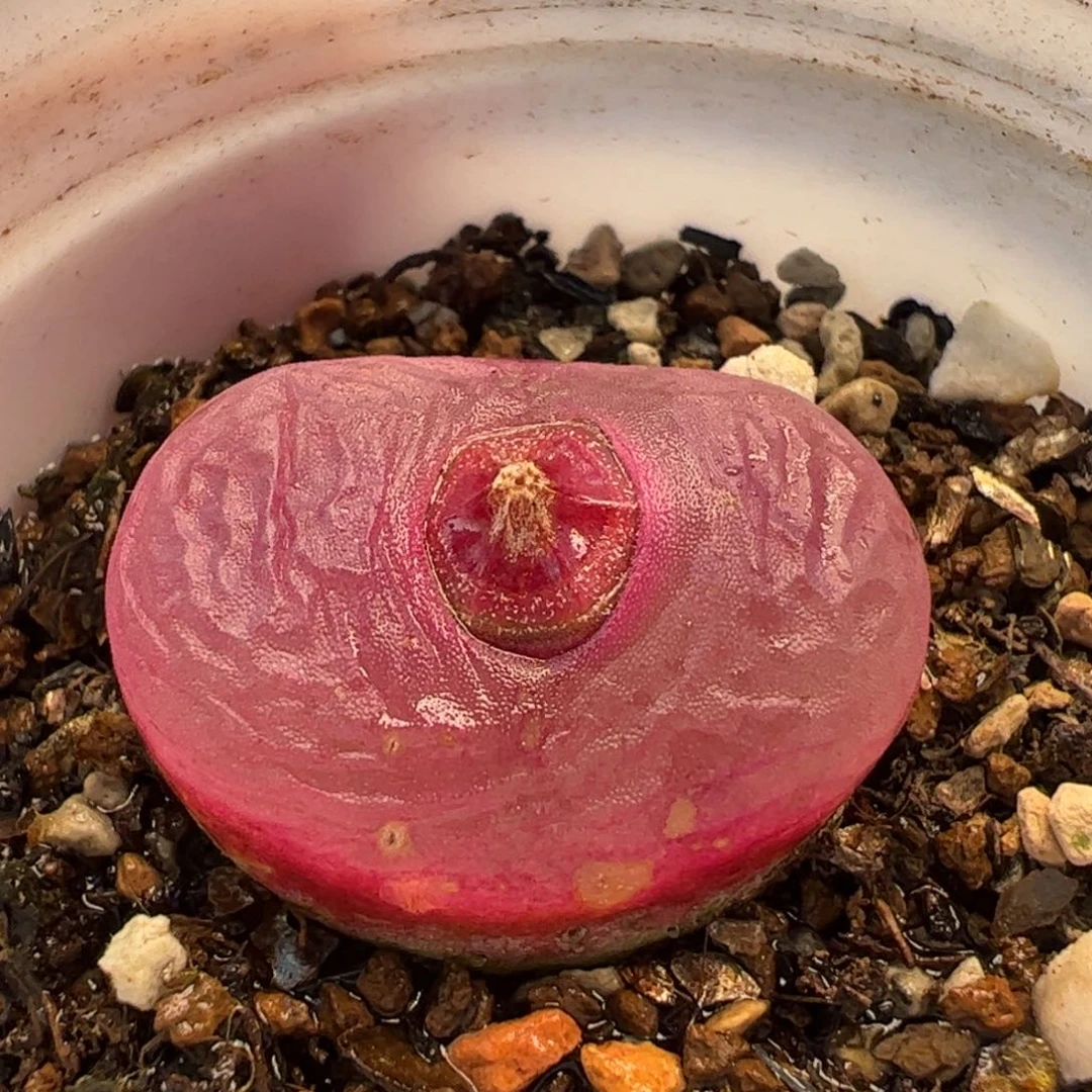 4.42多肉植物百科