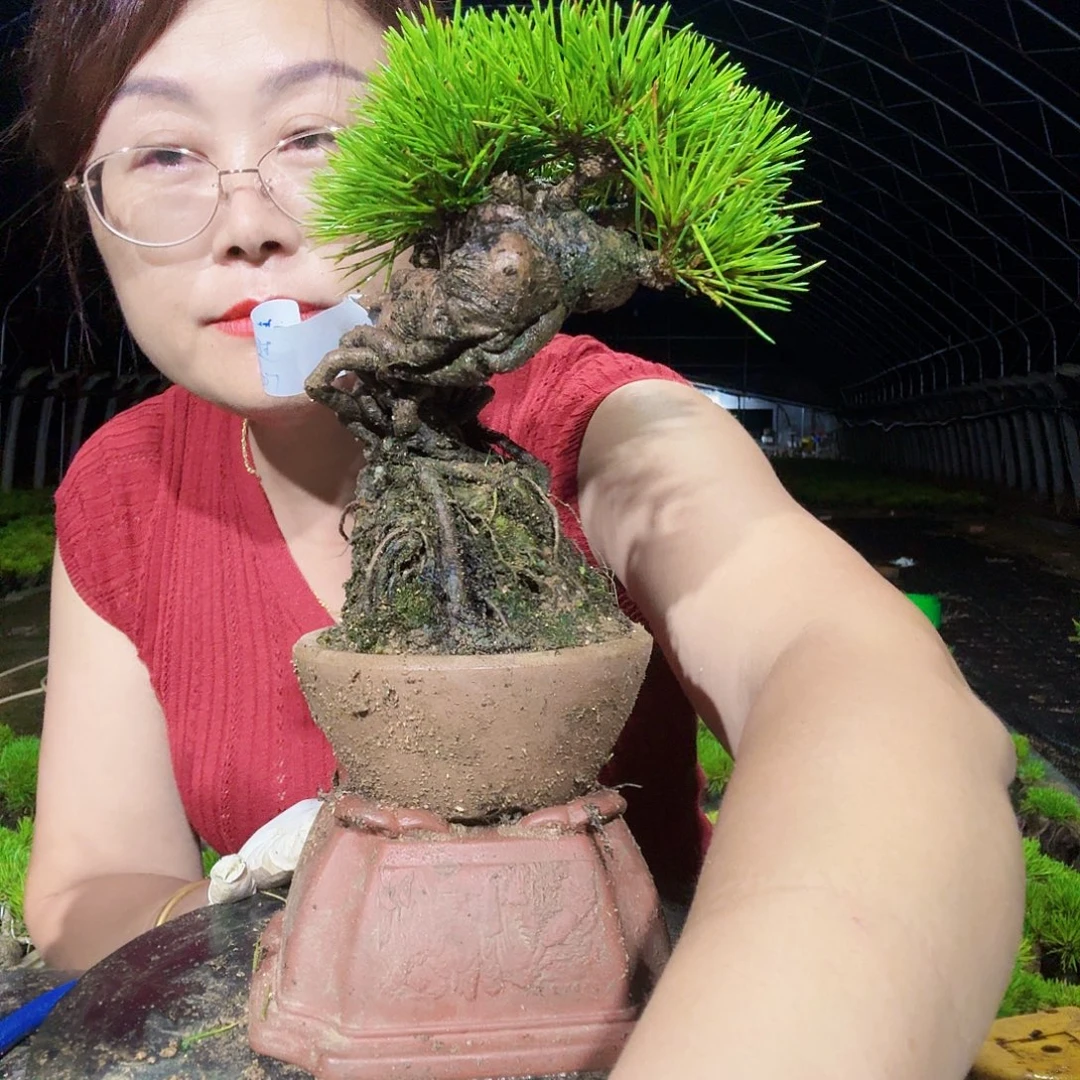 ****过完全开放三河黑松盆景