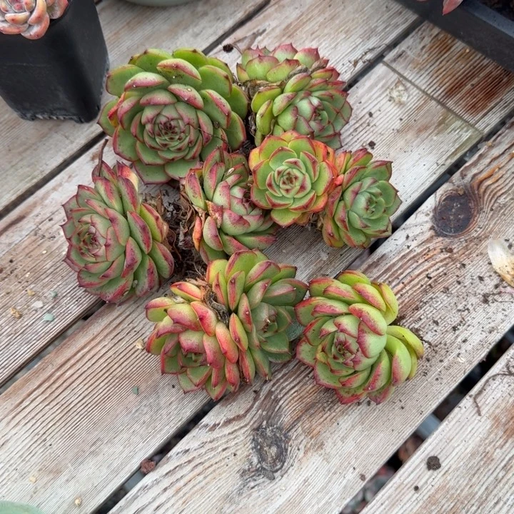 月亮石7棵精品包邮