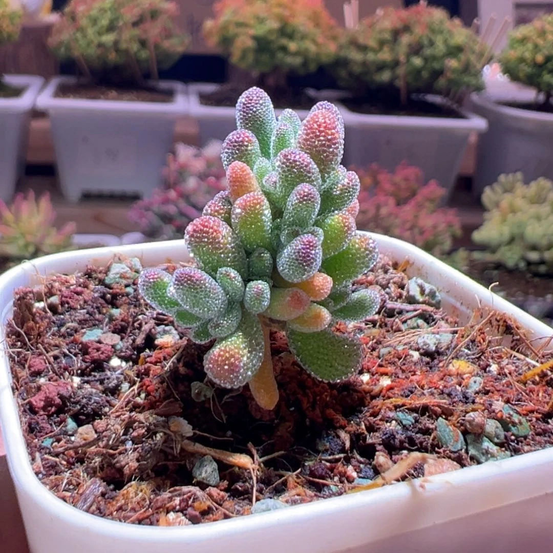 360冰晶一物一拍包开箱