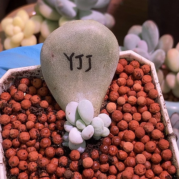油煎丸子多肉植物