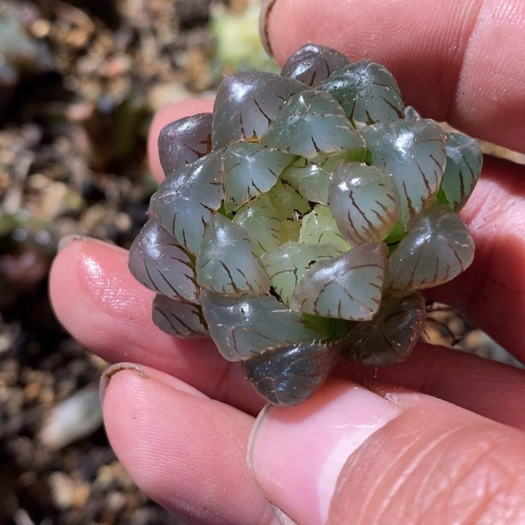 悠***7855 一颗福利。