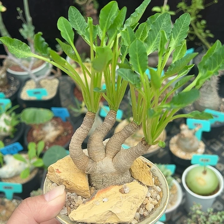 鱼骨大戟产地多肉植物