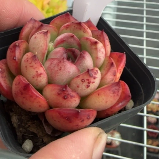 286万宝龙一物一拍多肉