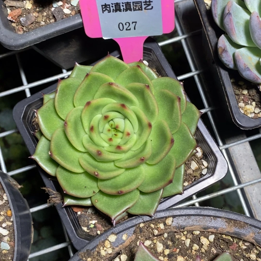 x027-多肉植物 东云