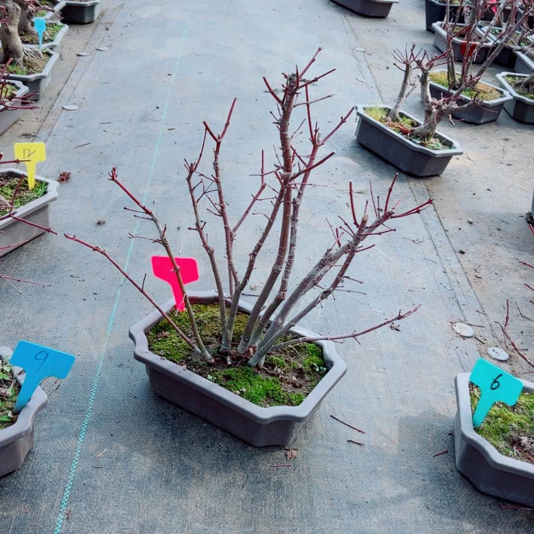 枫树枫树枫树枫树