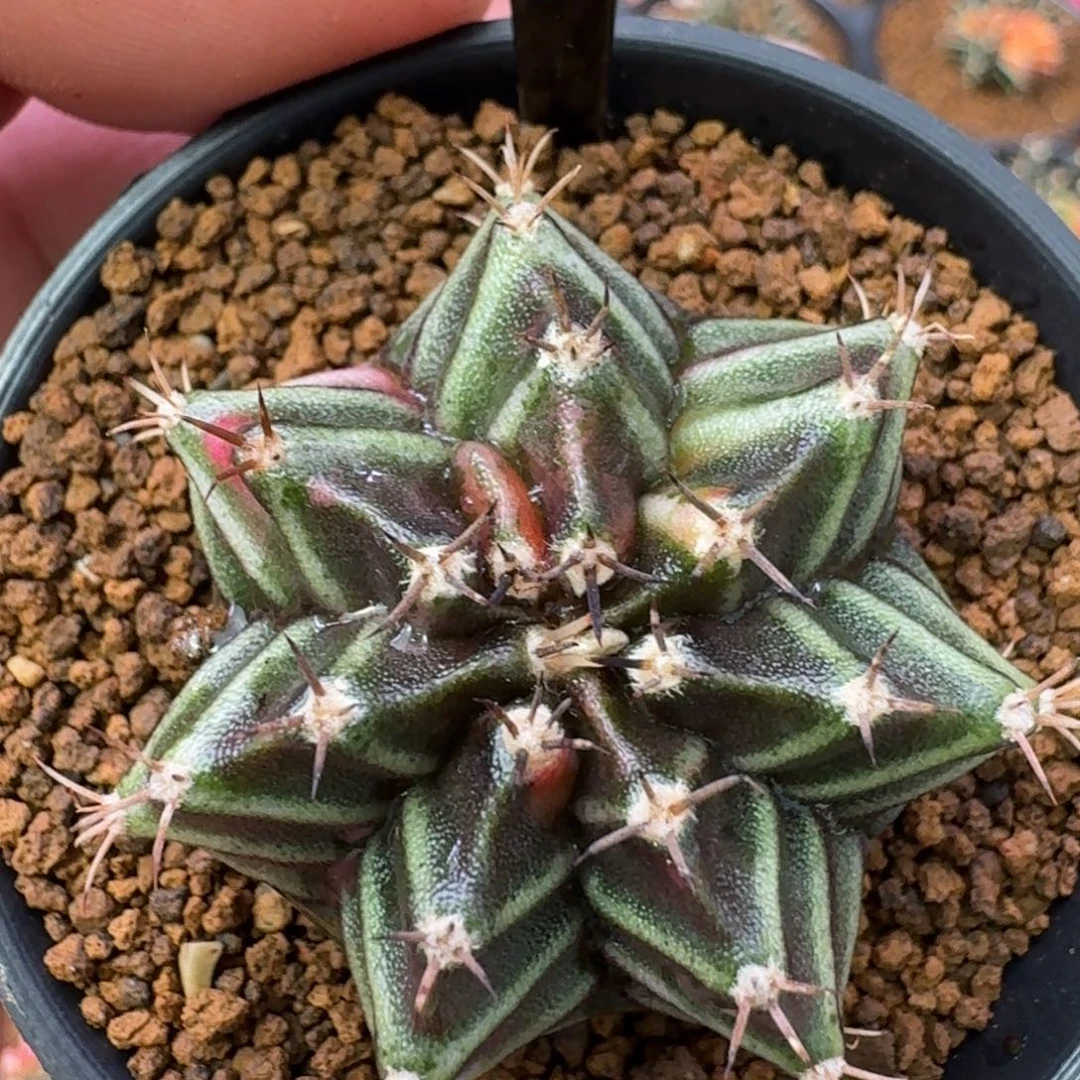 用***9米哈洛维奇仙人球105