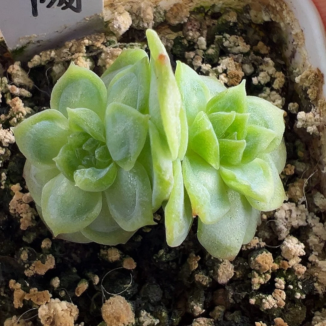 清货福利糖糖头像款