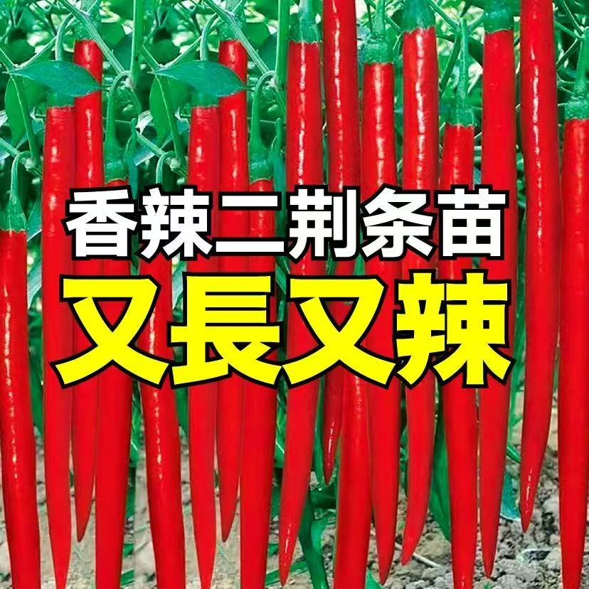 二荆条辣椒苗高产辣椒苗带土辣椒秧苗春季蔬菜苗大全阳台庭院种植