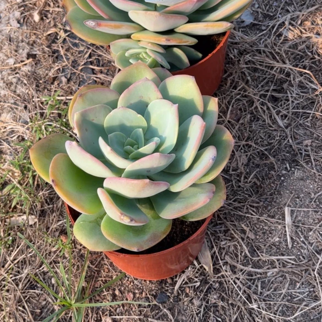 【闪购商品】无花朵小*?