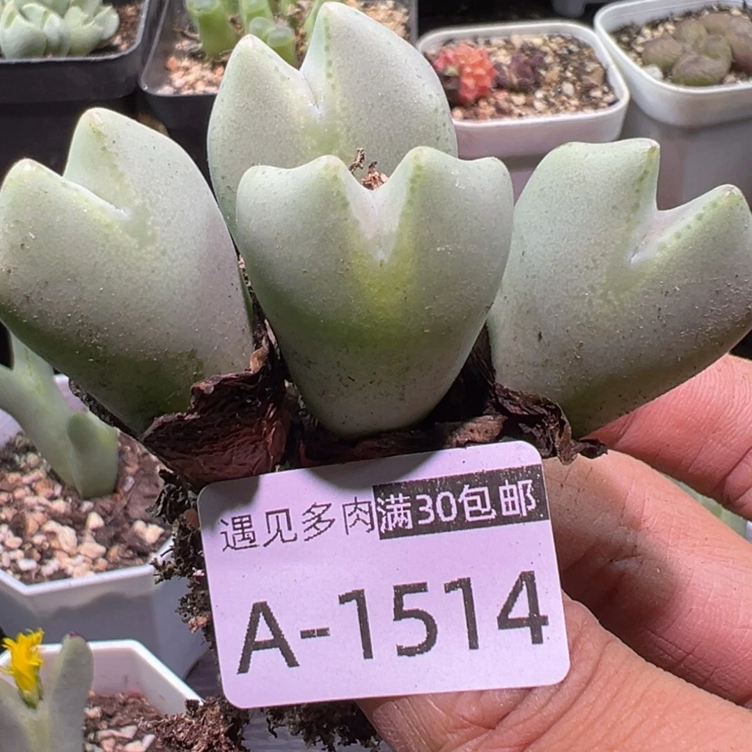 多肉植物11111111111