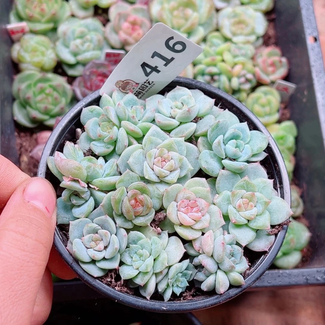 多肉植物多肉植物