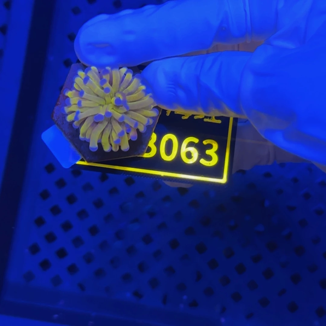 纽扣珊瑚一**筒晓晓不包邮宿务金B063