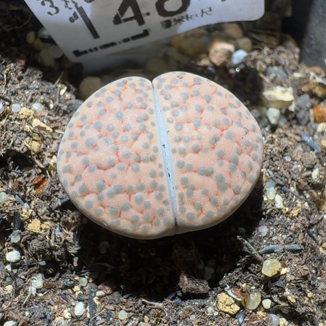 Sssss精品生石花1464