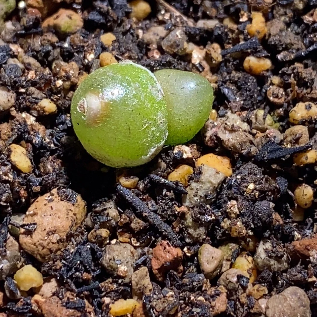 双头哈默灯泡双头哈默灯泡