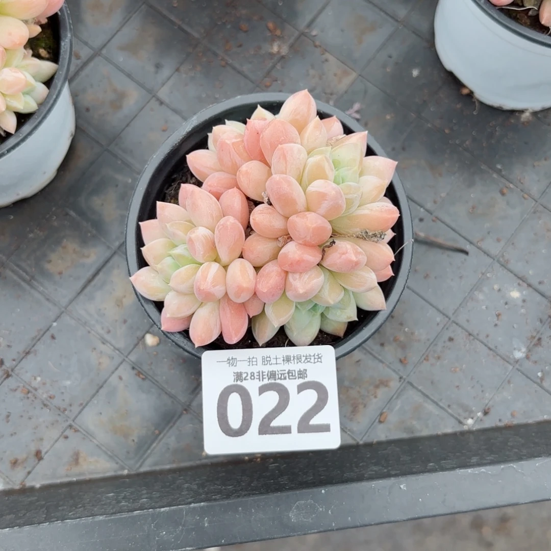 星空美人无盆土发货