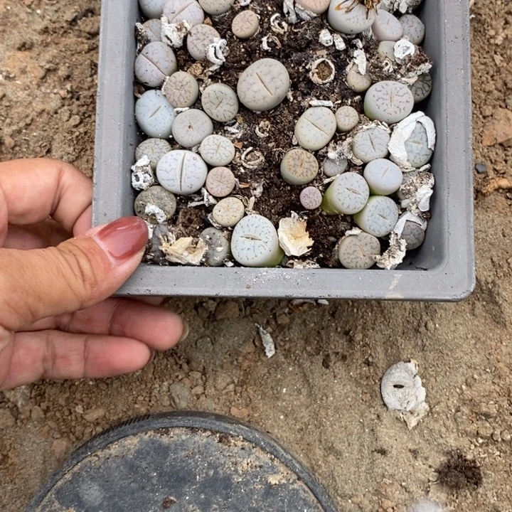 阿***斯生石花等植物的生长039