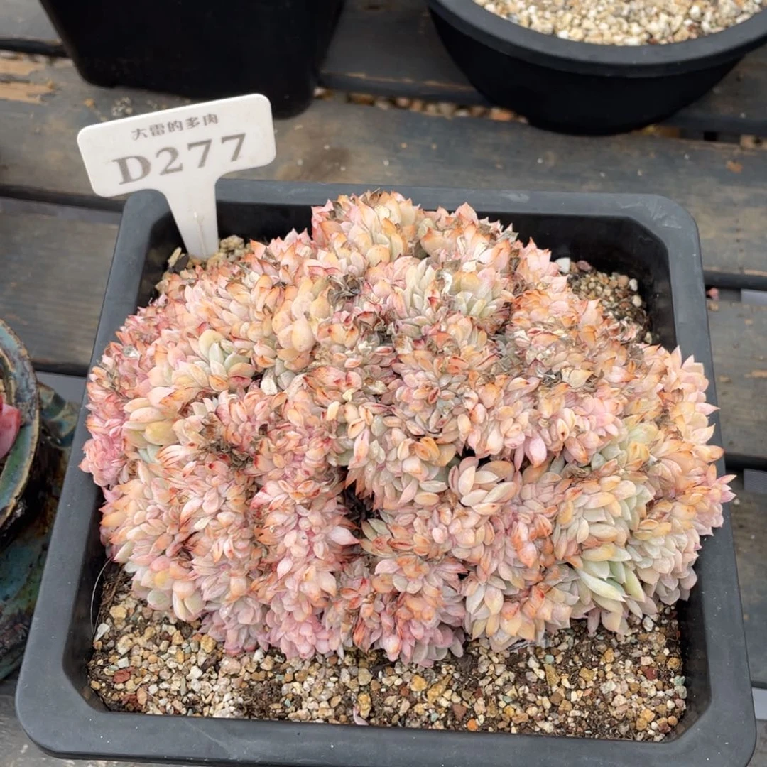 277莎莎缀不带盆17厘米