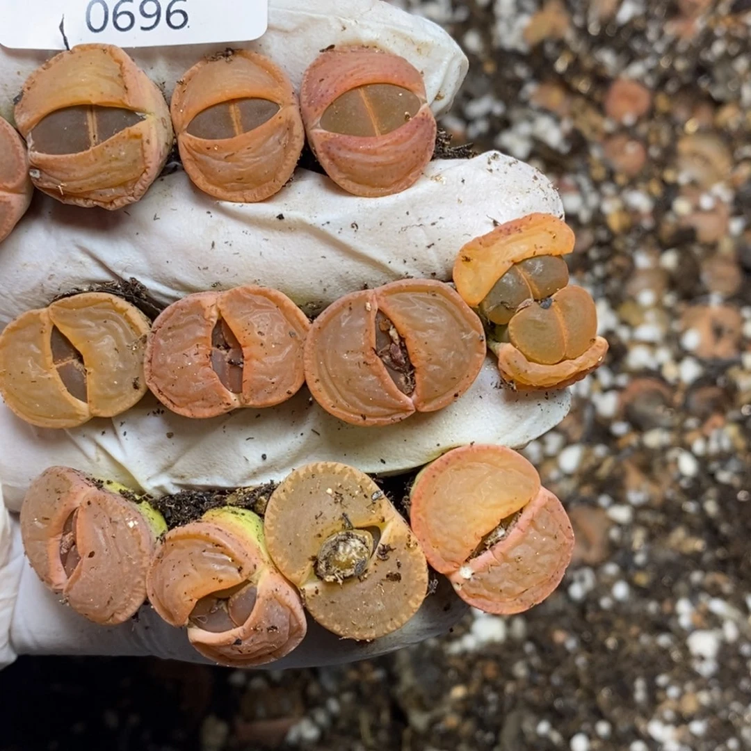 玖*0696。零下拍保温。