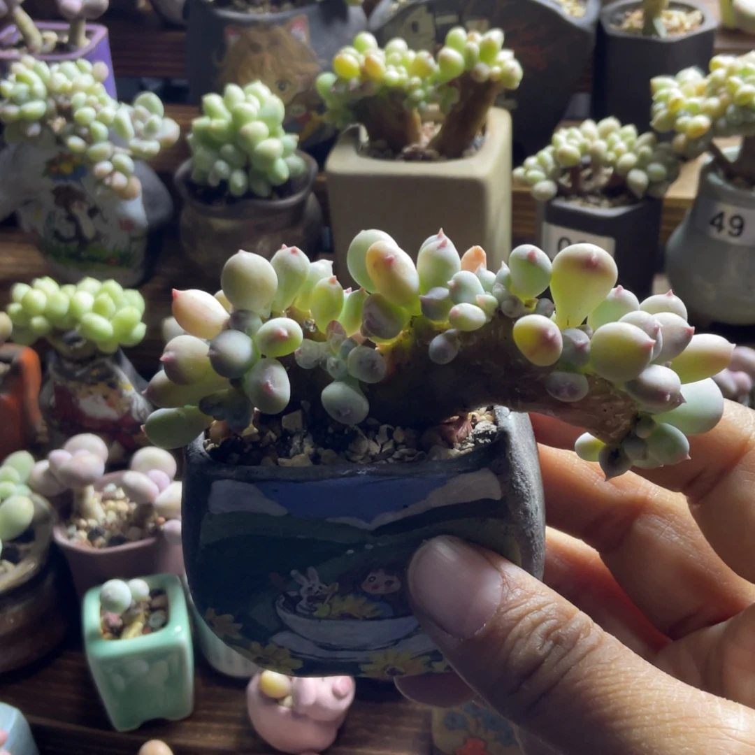 苹果缀奶缀福利没盆