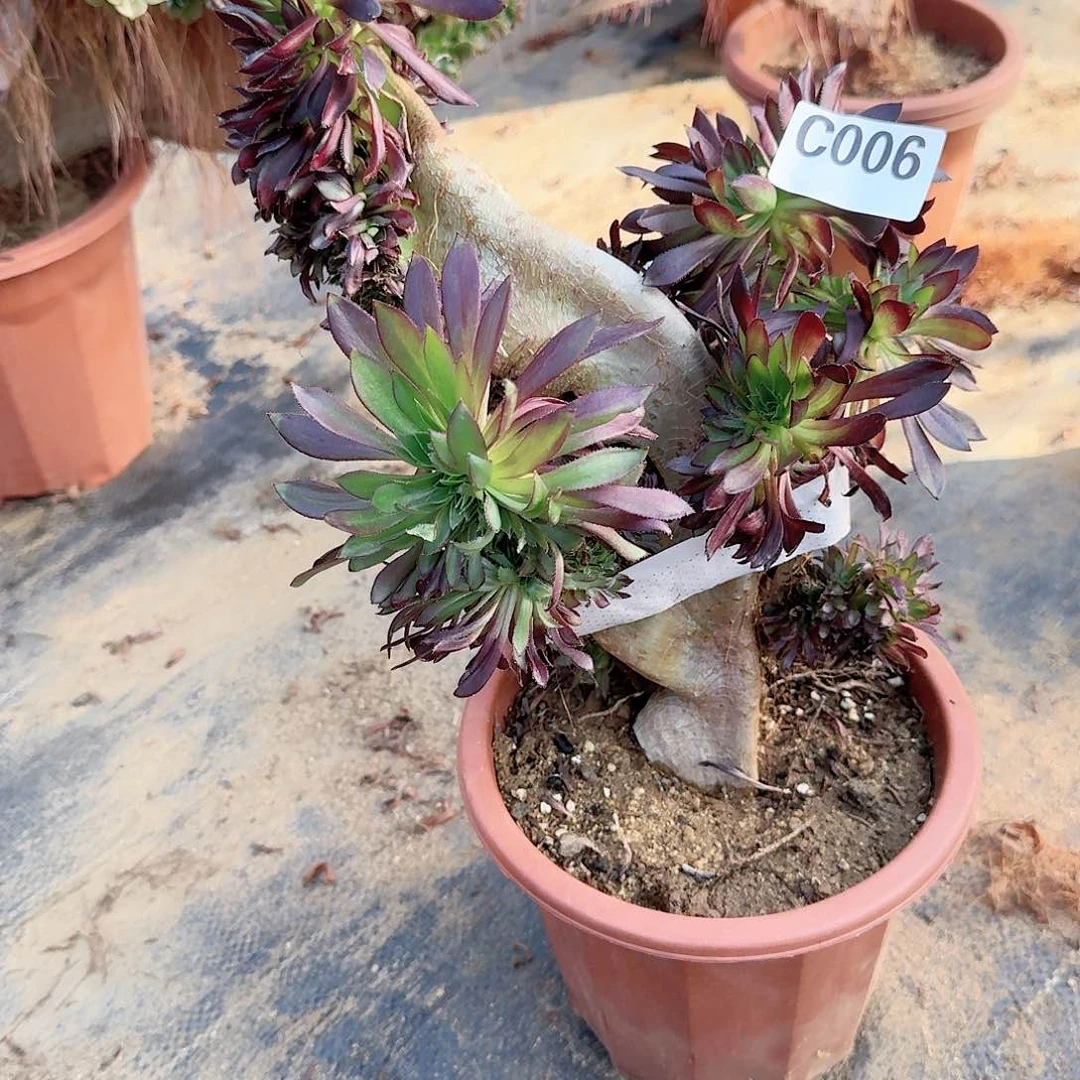 006黑法师一颗呀呀