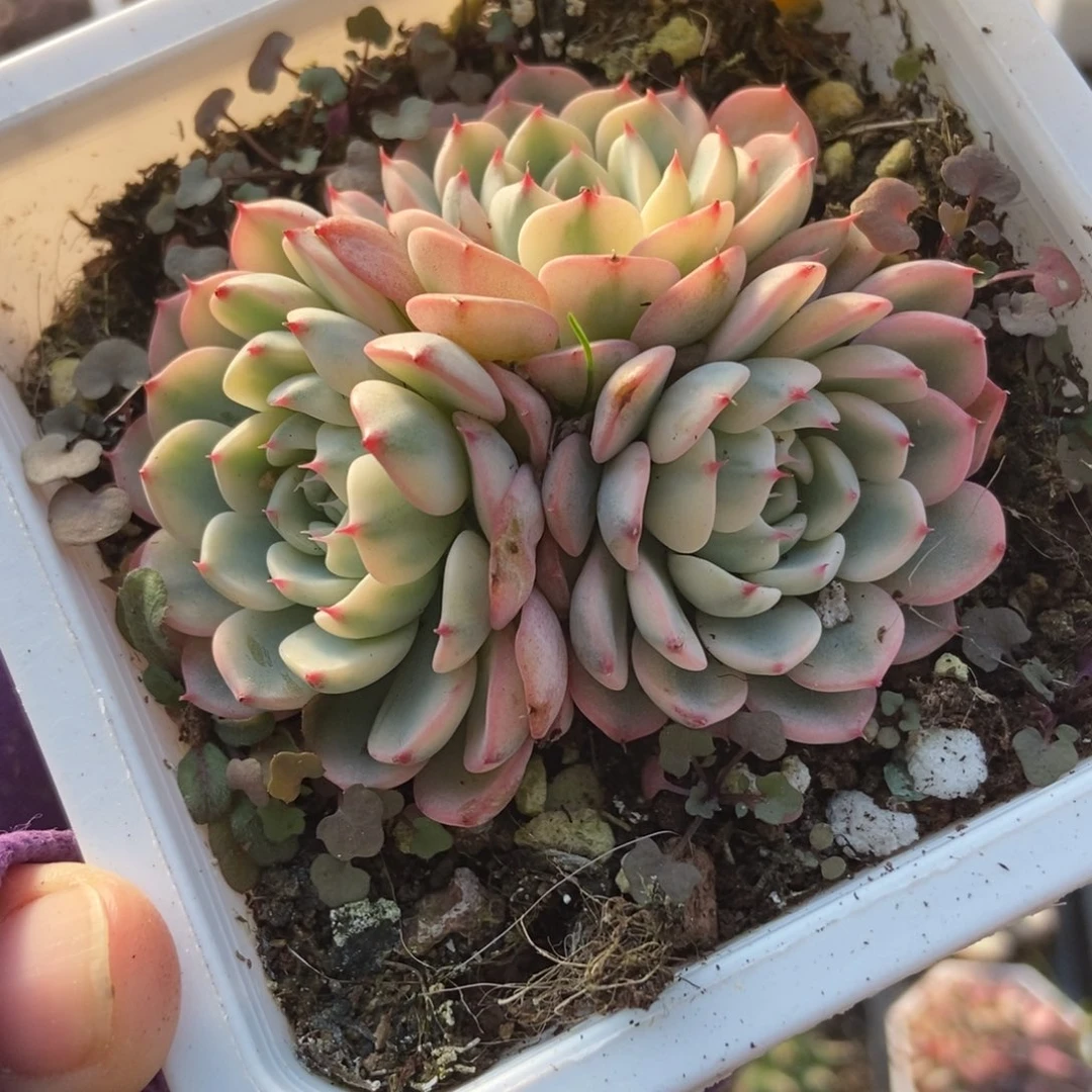 556忌廉锦多肉植物多肉