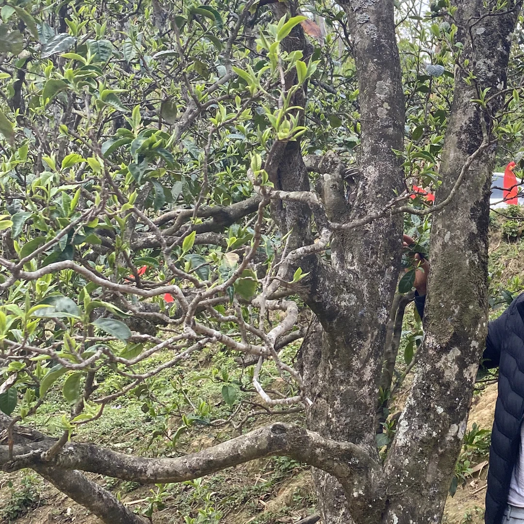 白莺山 古树普洱生茶 2023年