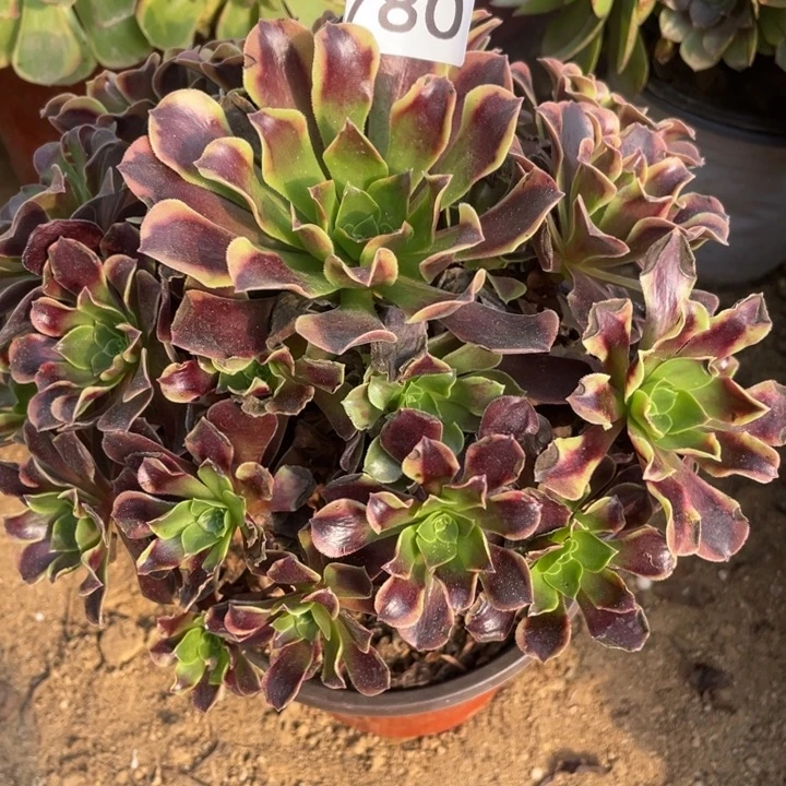 无花朵780多肉植物欧嘉莉