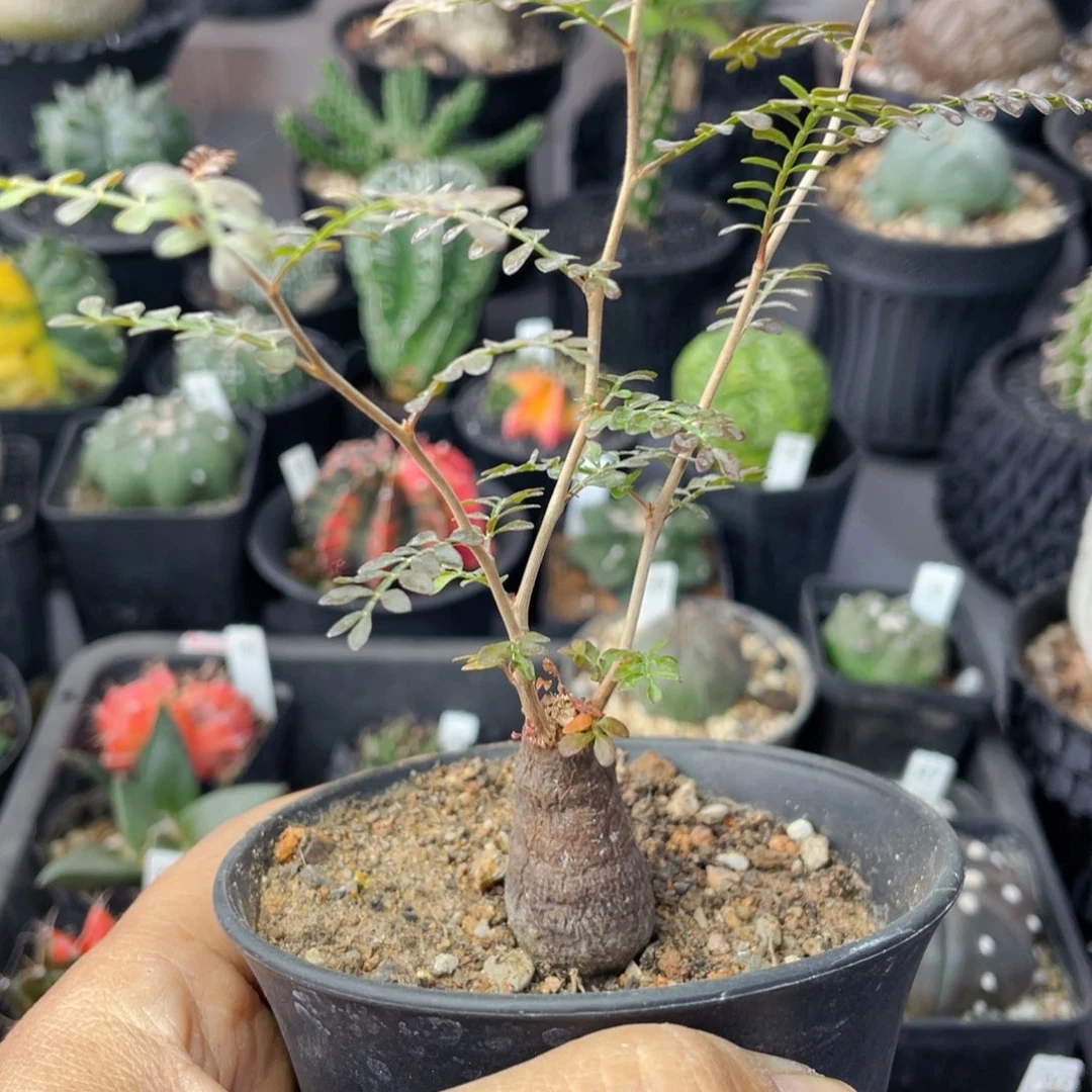 仙人球满28包邮盆5公分象足漆树