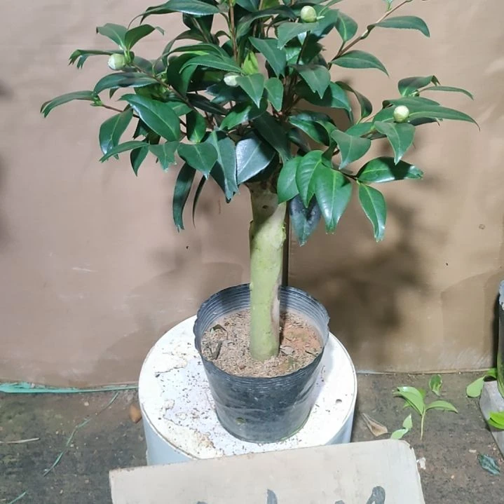 850鱼尾茶，原盆原土发货，不包邮