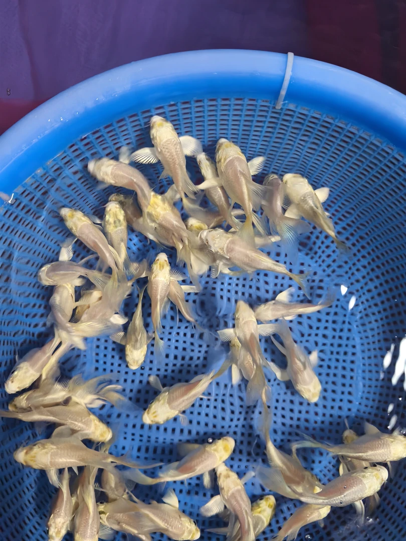 白色短身球蝴蝶鲤鱼冷水观赏鱼苗好养耐活渔场直销