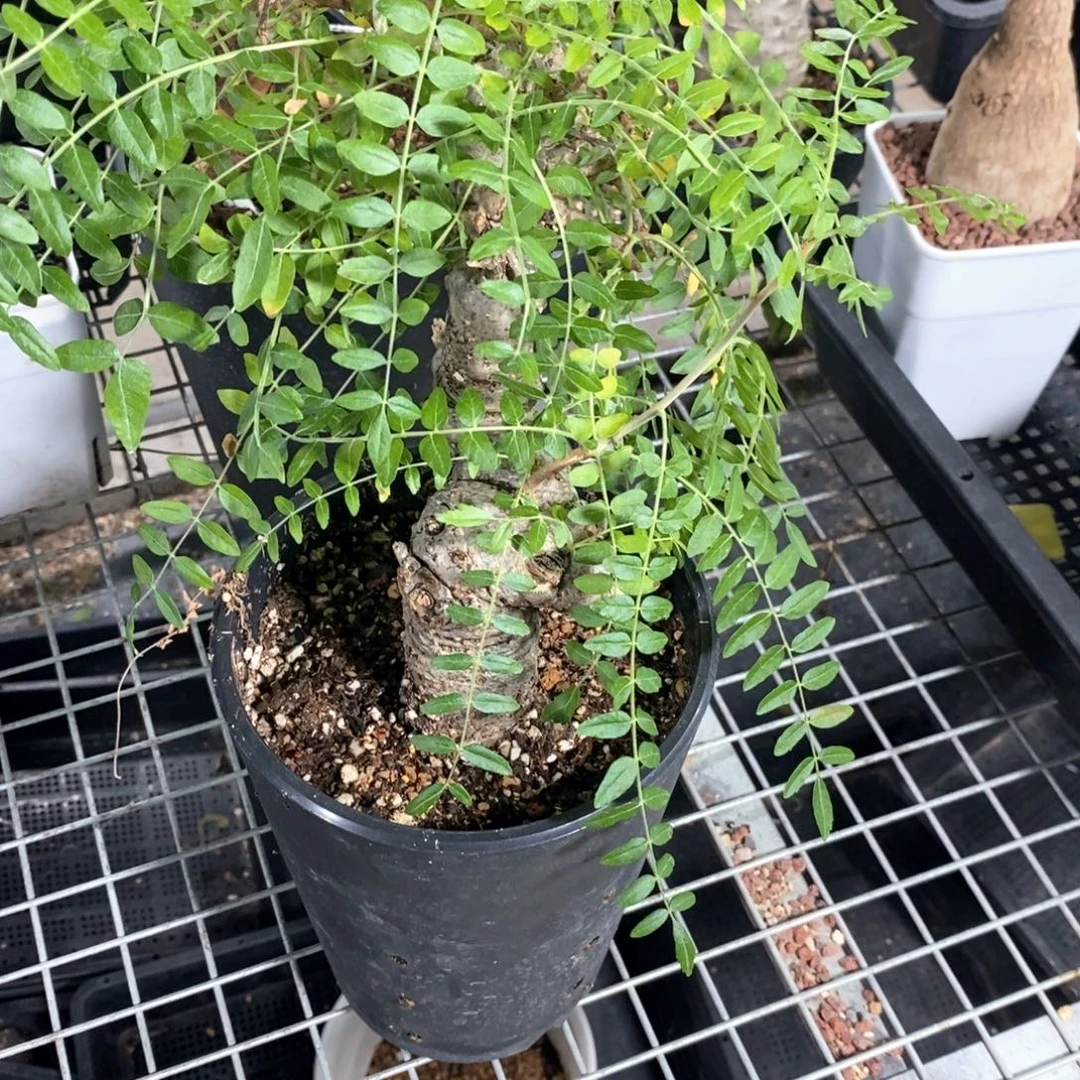 产地尼勒达乳香一个