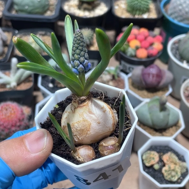 841葡萄风信子多头