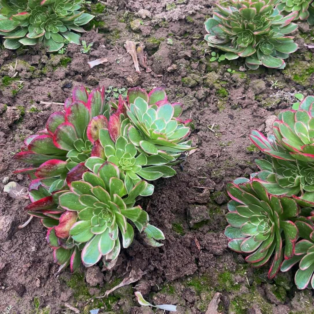 粉花妖多肉植物捧花的