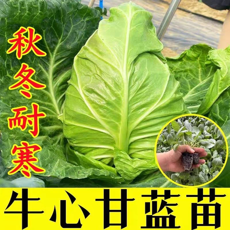 牛心甘蓝秧苗四季可种耐寒适合阳台庭院包菜苗蔬菜种植高产易活