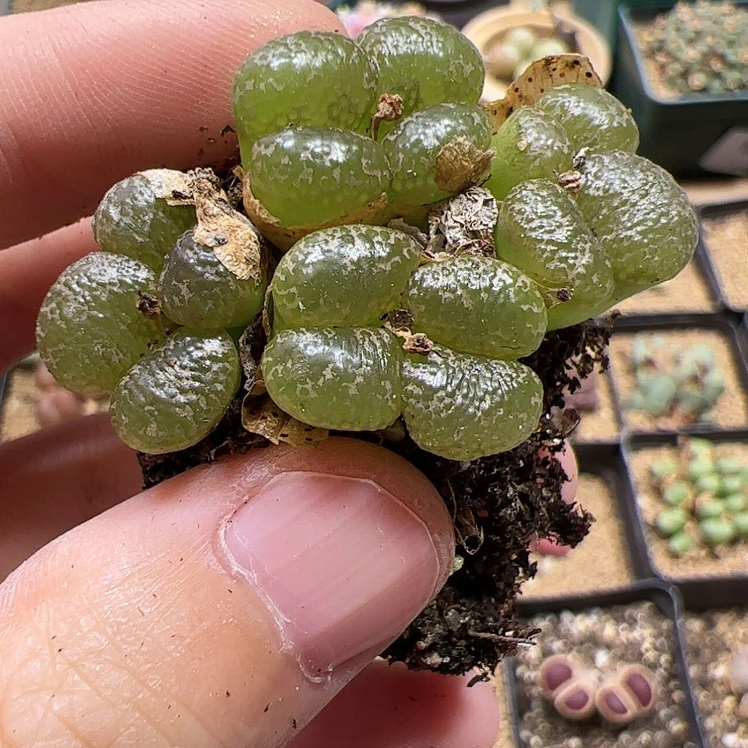 【闪购商品】75 勋章