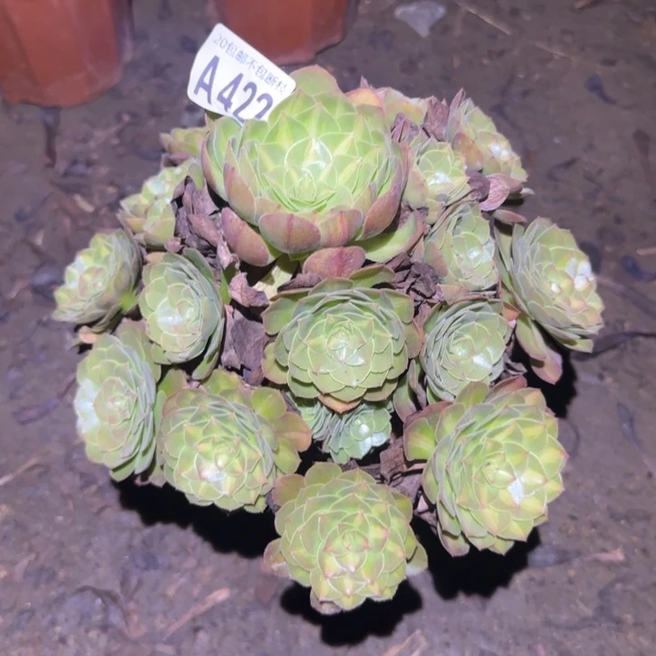 倾城中班……多肉植物的