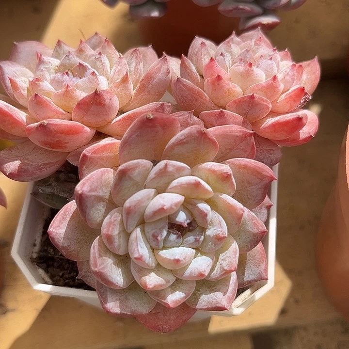 宁雪三头老桩粉紫色满38包邮