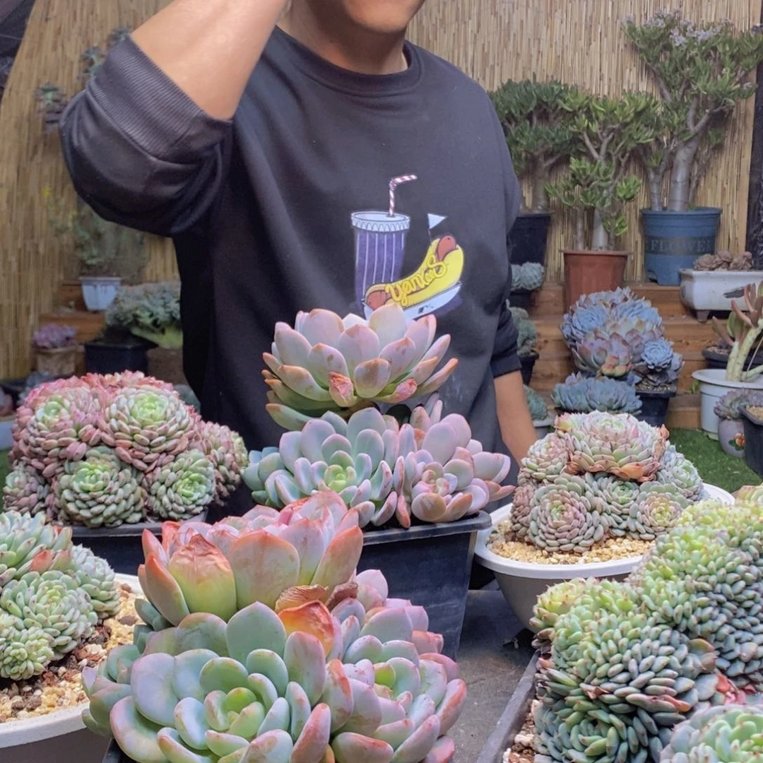 v***笑219号香橙手捧