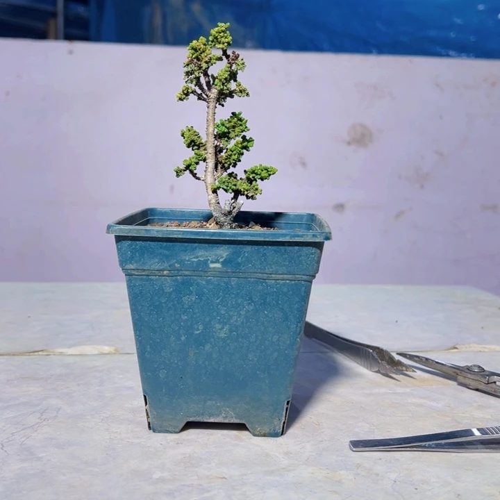 李****无花朵              初雪