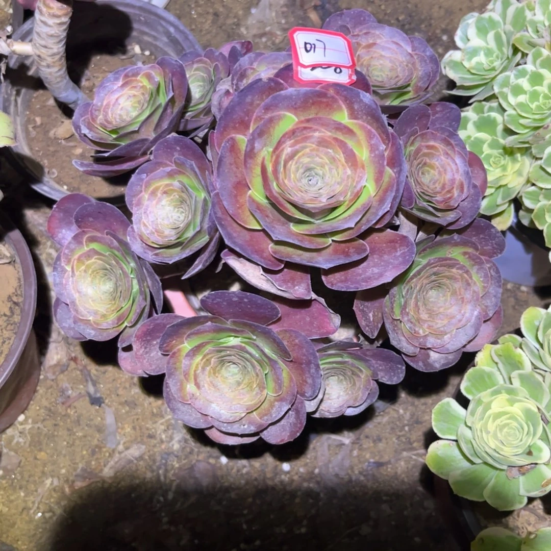 017多肉植物魅金玫瑰
