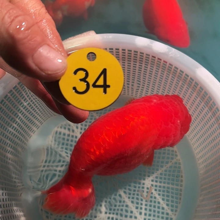 金鱼40号啊啊啊啊啊