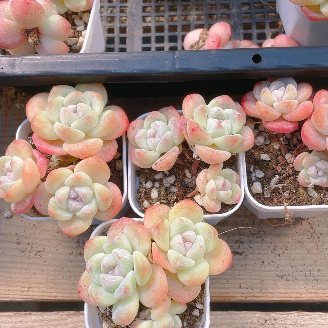 三头杆子冰玉盆不包整一个满25包邮