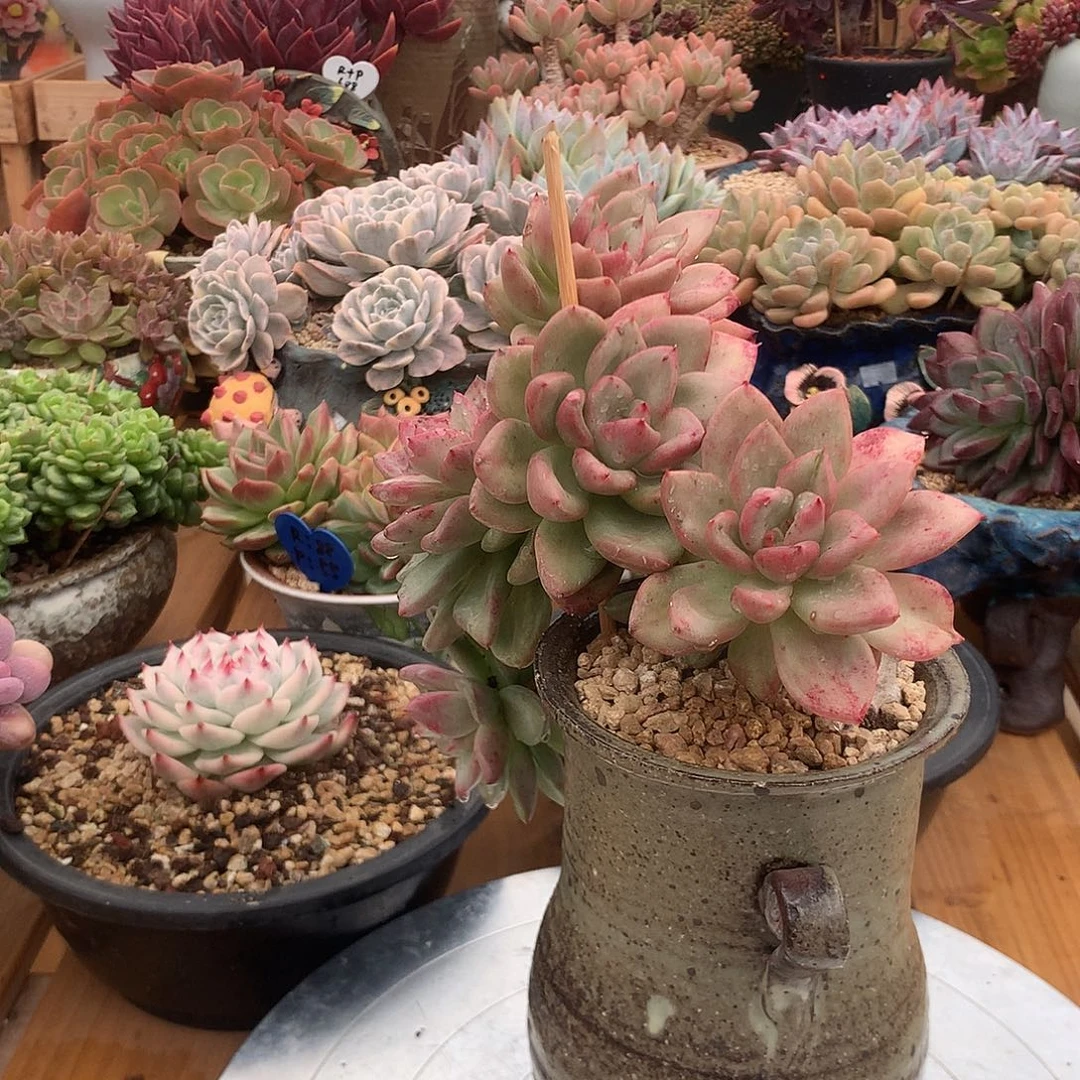 鳄梨鳄梨鳄梨飘支