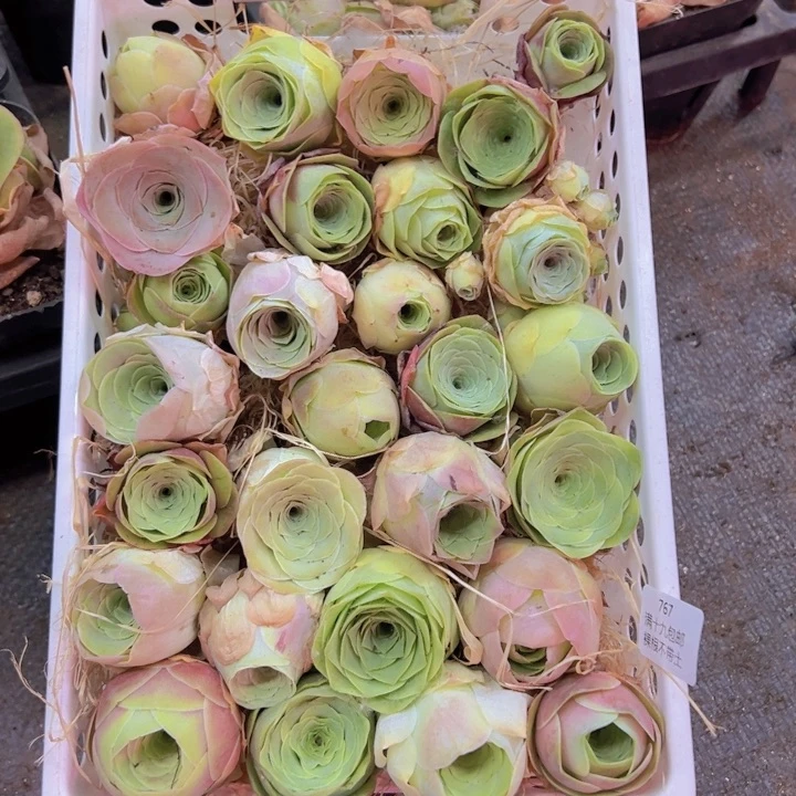 组合28颗裸根不带土发货不包损不带框