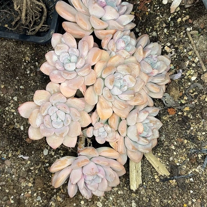 老***哥白鹭群生，一物一拍